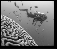 https://unsplash.com/search/photos/brain-sea foto di Vald Tchompalov 